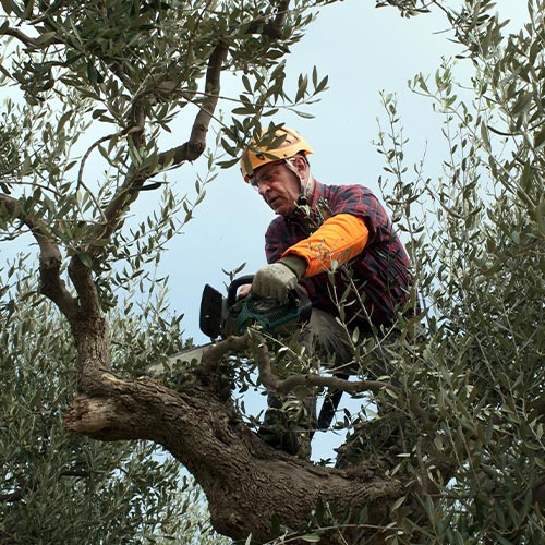 Tree Trimming